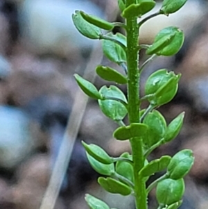 Lepidium africanum at Lyneham, ACT - 2 Dec 2021