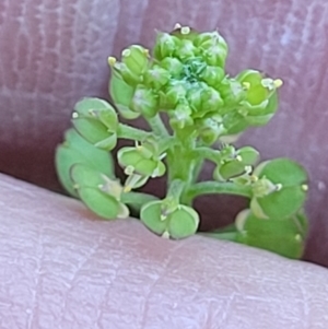 Lepidium africanum at Lyneham, ACT - 2 Dec 2021