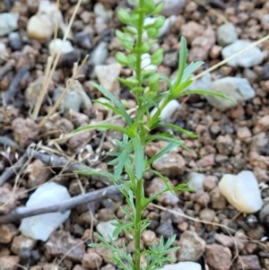 Lepidium africanum at Lyneham, ACT - 2 Dec 2021