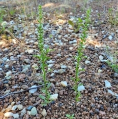 Lepidium africanum at Lyneham, ACT - 2 Dec 2021