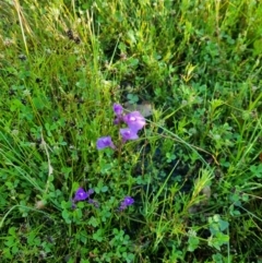 Utricularia dichotoma (Fairy Aprons, Purple Bladderwort) at Throsby, ACT - 2 Dec 2021 by EmilySutcliffe