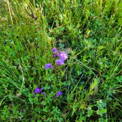 Utricularia dichotoma (Fairy Aprons, Purple Bladderwort) at Throsby, ACT - 1 Dec 2021 by EmilySutcliffe