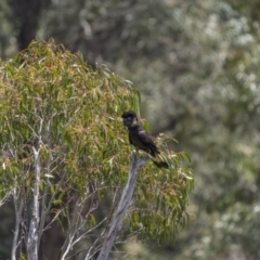 Zanda funerea (Yellow-tailed Black-Cockatoo) at Uriarra, NSW - 1 Dec 2021 by trevsci