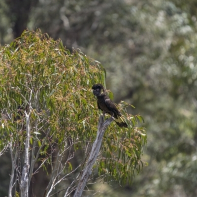 Zanda funerea (Yellow-tailed Black-Cockatoo) at Uriarra, NSW - 30 Nov 2021 by trevsci