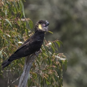 Zanda funerea at Uriarra, NSW - 1 Dec 2021 09:50 AM