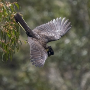 Zanda funerea at Uriarra, NSW - 1 Dec 2021 09:50 AM