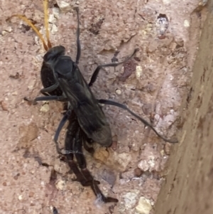 Pompilidae (family) at Theodore, ACT - 2 Dec 2021 12:11 PM