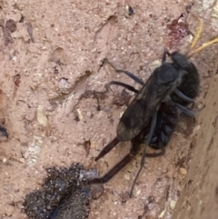 Pompilidae (family) at Theodore, ACT - 2 Dec 2021 12:11 PM