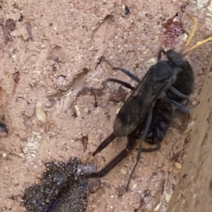 Pompilidae (family) at Theodore, ACT - 2 Dec 2021 12:11 PM