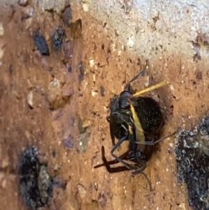 Pompilidae (family) at Theodore, ACT - 2 Dec 2021 12:11 PM