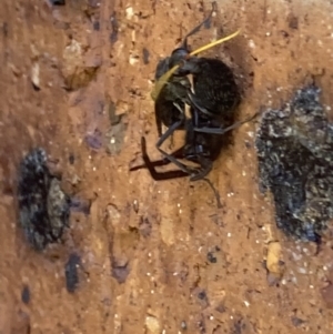 Pompilidae (family) at Theodore, ACT - 2 Dec 2021