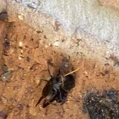 Pompilidae (family) at Theodore, ACT - 2 Dec 2021 12:11 PM