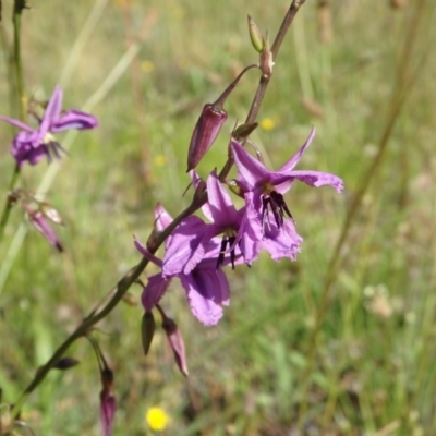 Arthropodium fimbriatum (Nodding Chocolate Lily) at Farrer Ridge - 1 Dec 2021 by UserYYUcWrIf