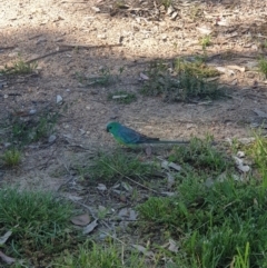 Psephotus haematonotus (Red-rumped Parrot) at Holt, ACT - 1 Dec 2021 by mandimoo