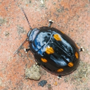 Paropsisterna octosignata at Googong, NSW - 30 Nov 2021