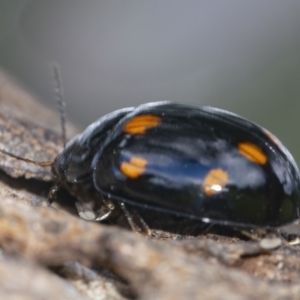 Paropsisterna octosignata at Googong, NSW - 30 Nov 2021