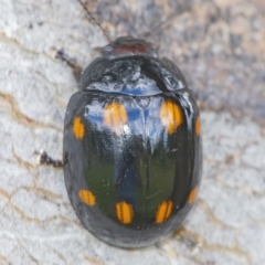 Paropsisterna octosignata at Googong, NSW - 30 Nov 2021