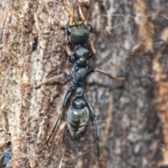 Myrmecia sp., pilosula-group (Jack jumper) at Googong, NSW - 30 Nov 2021 by WHall