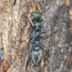 Myrmecia sp., pilosula-group at Googong, NSW - 30 Nov 2021