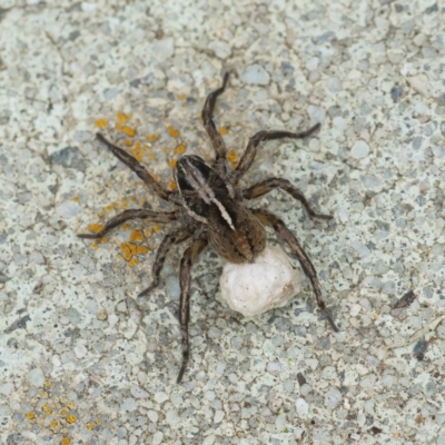 Unidentified Wolf spider (Lycosidae) at Googong, NSW - 28 Nov 2021 by WHall