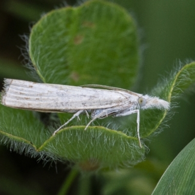 Culladia cuneiferellus (Crambinae moth) at Googong, NSW - 28 Nov 2021 by WHall