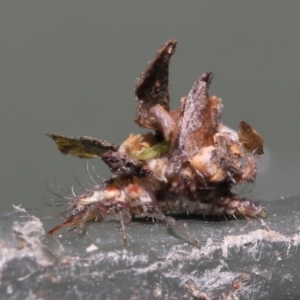 Chrysopidae (family) at Evatt, ACT - 1 Dec 2021