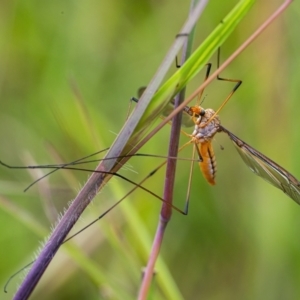 Leptotarsus (Leptotarsus) sp.(genus) at Googong, NSW - 28 Nov 2021