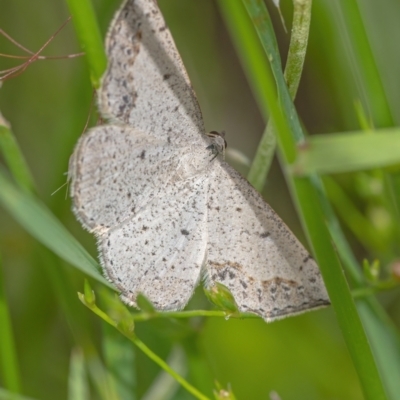 Taxeotis intextata (Looper Moth, Grey Taxeotis) at Googong, NSW - 30 Nov 2021 by WHall