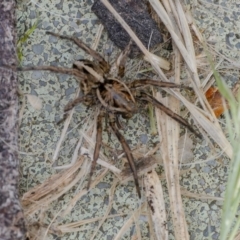 Unidentified Spider (Araneae) at Googong, NSW - 30 Nov 2021 by WHall