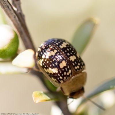 Paropsis pictipennis (Tea-tree button beetle) at Lower Cotter Catchment - 2 Dec 2021 by Roger