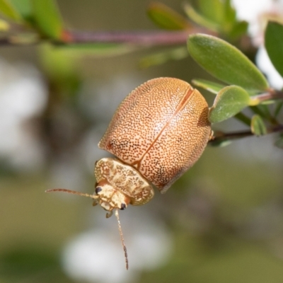 Paropsis atomaria (Eucalyptus leaf beetle) at Lower Cotter Catchment - 2 Dec 2021 by Roger