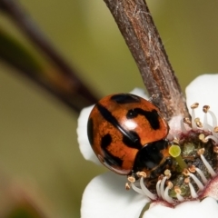 Coccinella transversalis (Transverse Ladybird) at Coree, ACT - 1 Dec 2021 by Roger