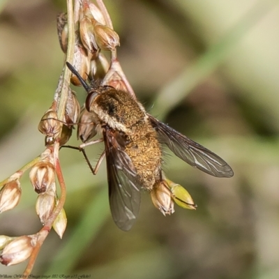 Staurostichus sp. (genus) (Unidentified Staurostichus bee fly) at Coree, ACT - 1 Dec 2021 by Roger