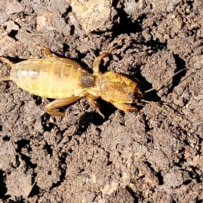 Gryllotalpa australis (Mole cricket) at Lyneham, ACT - 2 Dec 2021 by trevorpreston