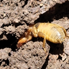 Gryllotalpa australis at Lyneham, ACT - 2 Dec 2021