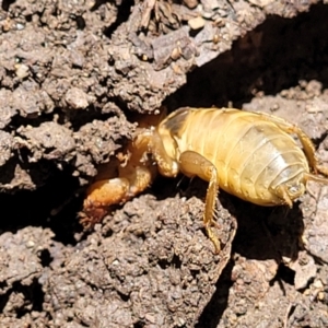 Gryllotalpa australis at Lyneham, ACT - 2 Dec 2021 12:58 PM