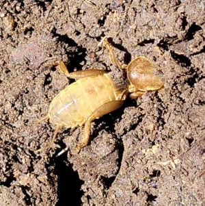 Gryllotalpa australis at Lyneham, ACT - 2 Dec 2021 12:58 PM