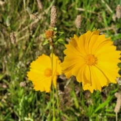 Coreopsis lanceolata (Lance-leaf Coreopsis) at O'Connor, ACT - 2 Dec 2021 by tpreston