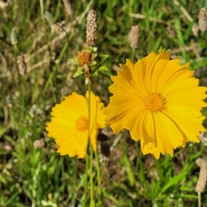 Coreopsis lanceolata at O'Connor, ACT - 2 Dec 2021