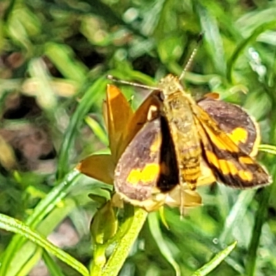 Ocybadistes walkeri (Green Grass-dart) at O'Connor, ACT - 2 Dec 2021 by tpreston