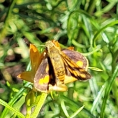 Ocybadistes walkeri at O'Connor, ACT - 2 Dec 2021