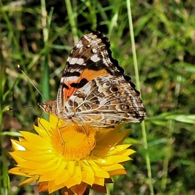 Vanessa kershawi (Australian Painted Lady) at O'Connor, ACT - 2 Dec 2021 by tpreston