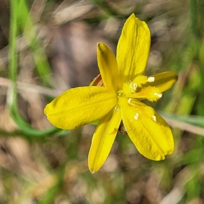 Tricoryne elatior (Yellow Rush Lily) at Bruce Ridge to Gossan Hill - 2 Dec 2021 by trevorpreston