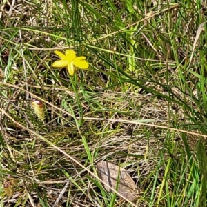 Tricoryne elatior at Bruce, ACT - 2 Dec 2021