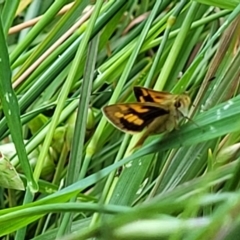 Ocybadistes walkeri (Green Grass-dart) at Flea Bog Flat, Bruce - 2 Dec 2021 by tpreston