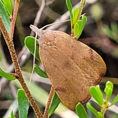 Tortricopsis uncinella (A concealer moth) at Flea Bog Flat, Bruce - 2 Dec 2021 by tpreston
