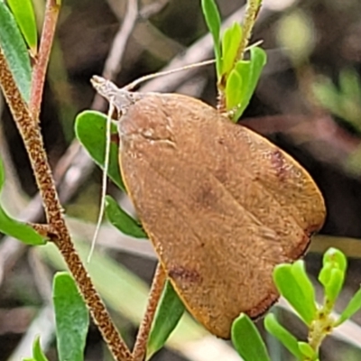 Tortricopsis uncinella (A concealer moth) at Bruce, ACT - 2 Dec 2021 by tpreston