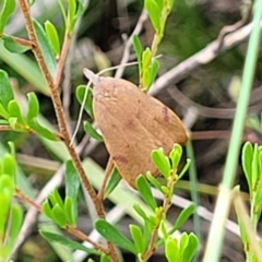 Tortricopsis uncinella at Bruce, ACT - 2 Dec 2021