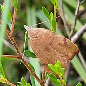 Tortricopsis uncinella at Bruce, ACT - 2 Dec 2021