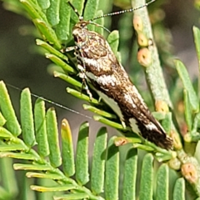 Macrobathra (genus) (A cosmet moth) at Flea Bog Flat, Bruce - 2 Dec 2021 by tpreston